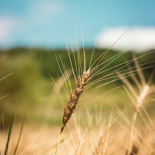 Wheat field with blue sky. photo credit darius cotoi