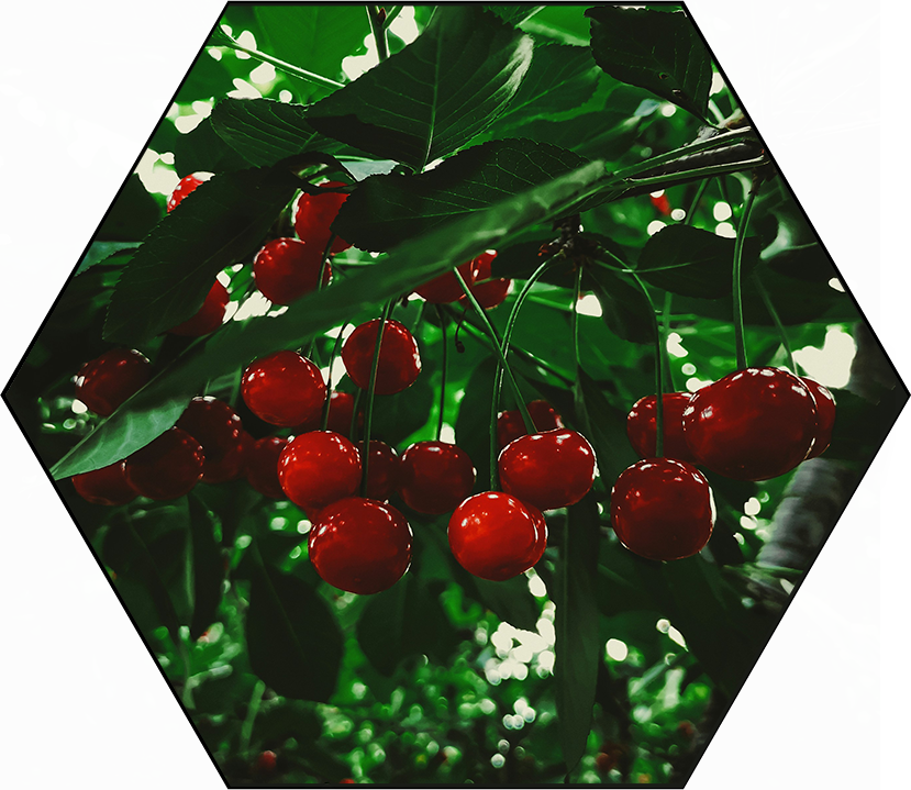 Cherries on a tree  photo credit to burak-tonc-bbxwU3HtRkM-unsplash