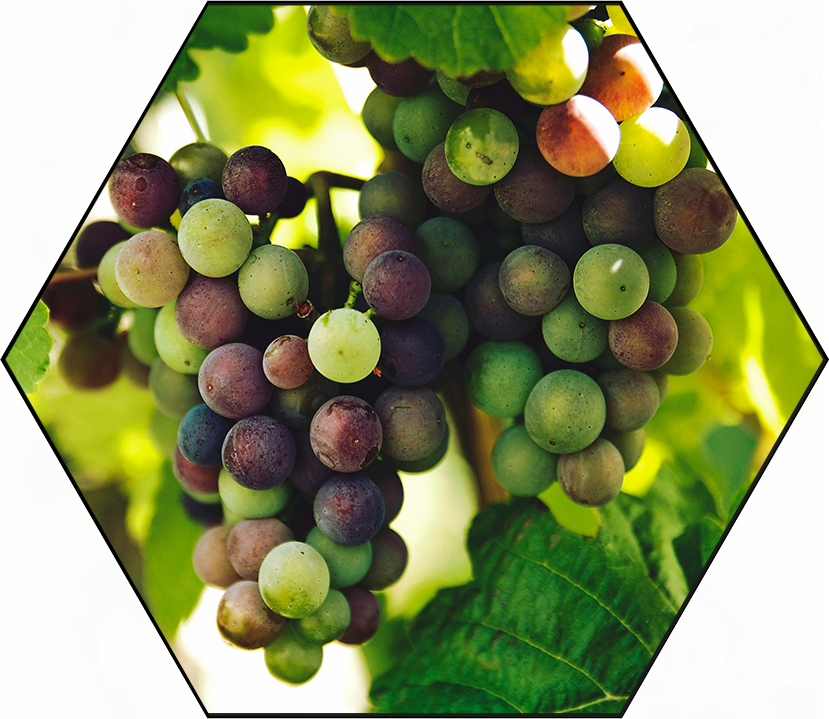 Grapes on Vine icon grapes_7417690 freepik Icon by Eucalyp